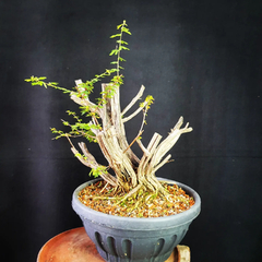 Pré bonsai de Caliandra depauperata Dep6 na internet