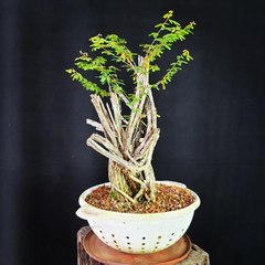 Pré bonsai de Caliandra depauperata Dep7 - comprar online