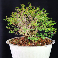 Pré bonsai de Caliandra depauperata Dep9 - loja online