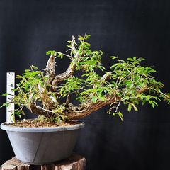 Pré bonsai de Caliandra Espinoza ESP3 - comprar online