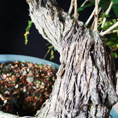 Imagem do Pré bonsai de Caliandra Espinoza Esp5