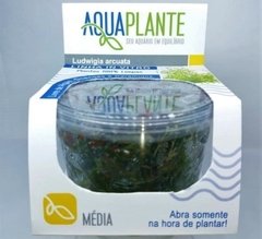 Aquaplante Ludwigia Arcuata na internet