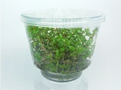 Aquaplante Rotala Rotundifolia - comprar online