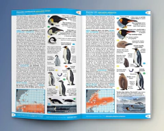 Libro: Aves del Atlántico Sudoccidental y Antártida - comprar online