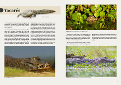 Combo Reptiles 10 + 1 (ENVIOS A PARTIR DE 18/7) en internet