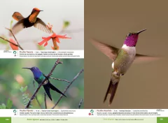 AVES DE IGUAZÚ en internet