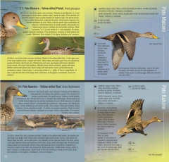 Aves del Mar de Ansenuza - Guía de Campo Bilingüe - La Biblioteca del Naturalista