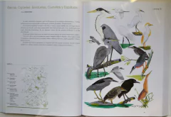 Manual Ilustrado Aves De la Patagonia – KOVACS