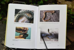 Libro: Reptiles del Centro de la Argentina - online store