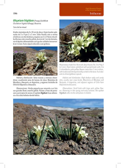 Flores de Alta Montaña de los Andes Patagónicos en internet