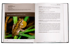 ANFIBIOS Y REPTILES de las Sierras de Ventania en internet
