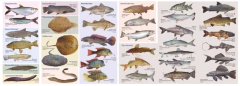 Libro: Peces de lagos y ríos argentinos - Guia de bolsillo na internet