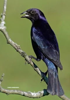 Libro: Aves Argentinas 30 especies emblemáticas de nuestro país - tienda online
