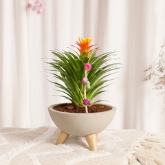Bowl con Mini Bromelia Blossom - Habibi Plantitas | Tienda Online de Plantas, Regalos y Bienestar