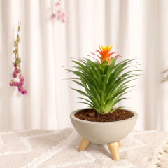 Bowl con Mini Bromelia Blossom