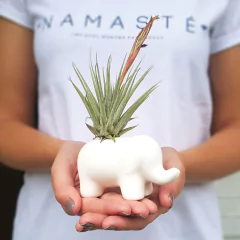 Matera Elefante con Tillandsia