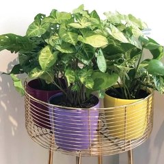Matera Decorativa Colors con Planta Purificadora - comprar online