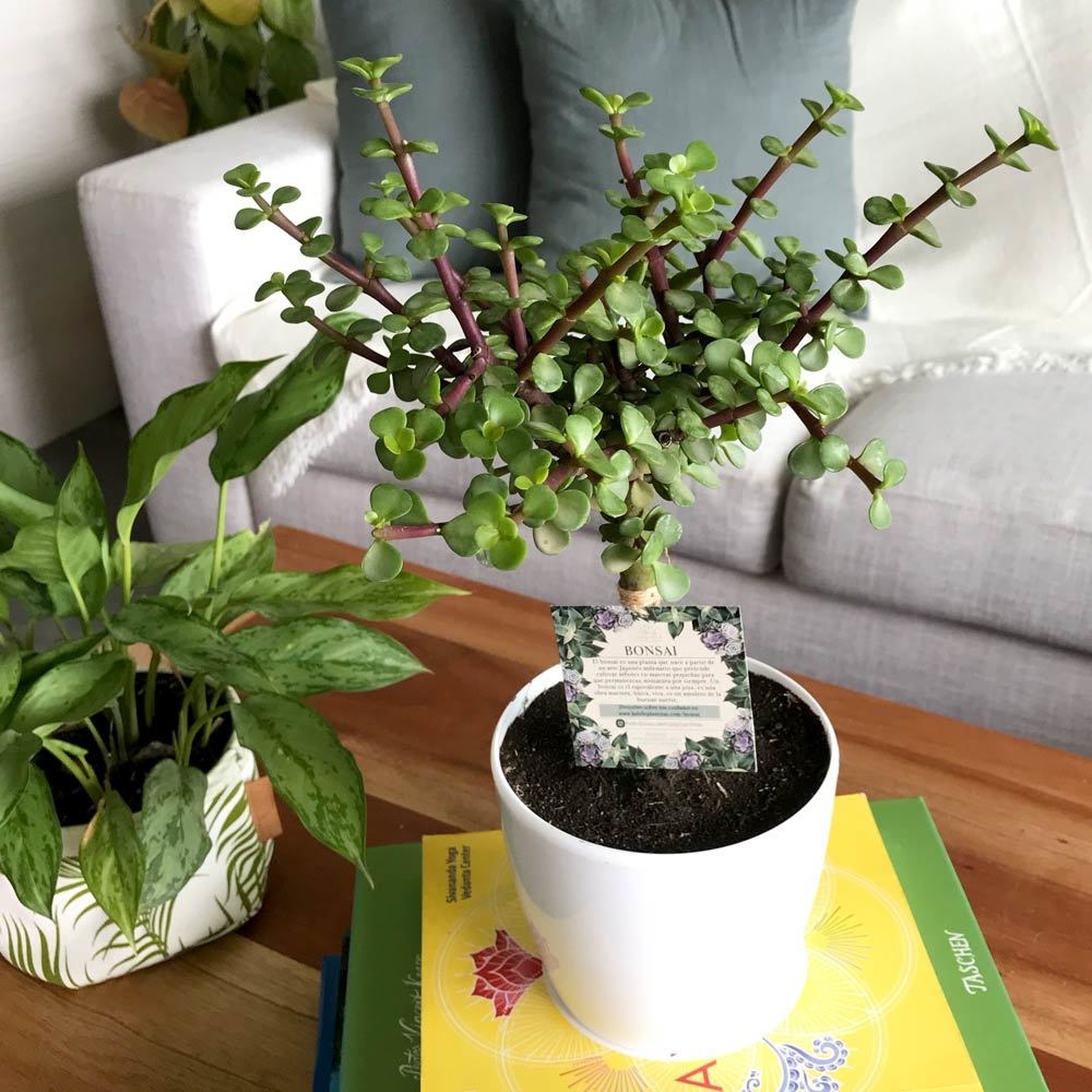 bonsai de jade de la suerte con matera