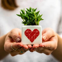 Habibi Mini Heart con Planta - comprar online