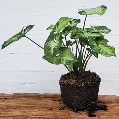 Planta Syngonium Pixie