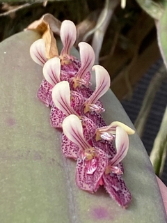 Pleurothallis Strupifolia
