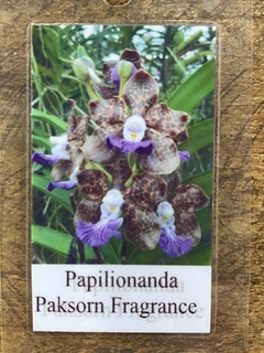 Papilionanda Paksorn Fragrance - perfumada