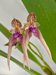 Bulbophyllum Kalimpong shan