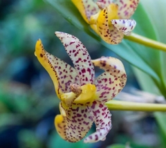 Orquídea Bulbophyllum baileyi