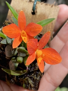 Orquídea Sophronitis Pygmaea