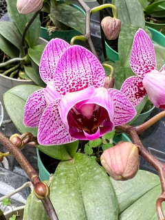 Orquídea mini Phalaenopsis