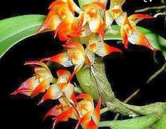 Bulbophyllum Sessile