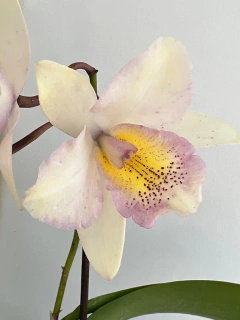 Orquídea Cattleya C. gold digger mandarim x caulocattleya chantilly