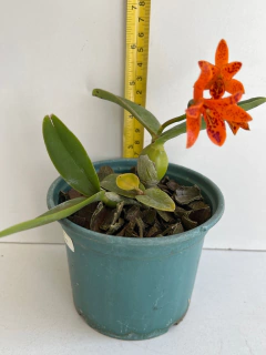 Orquídea Guarianthe Aurantiaca x epicattleya volcano trick