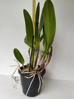 Orquídea Blc Mirian Suzuki