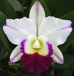 Orquídea Cattleya Lc. Mem. Robert Strait