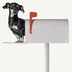 Poster de cachorro
