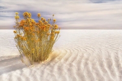 Poster paisagem de dunas