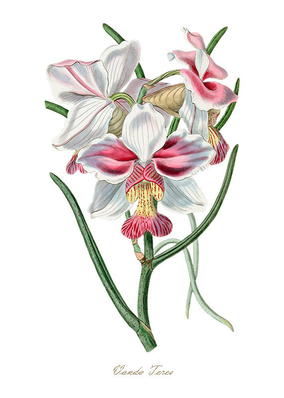 Gravura Orquídeas para Quadro - Vanda Teres