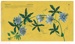 NATIVAS flores Argentinas en internet