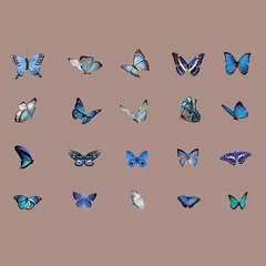 Pack de 40 Lively Butterfly  Series PET Stickers