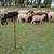 Kit Boyero para ovejas solar para 100 metros Peón en internet