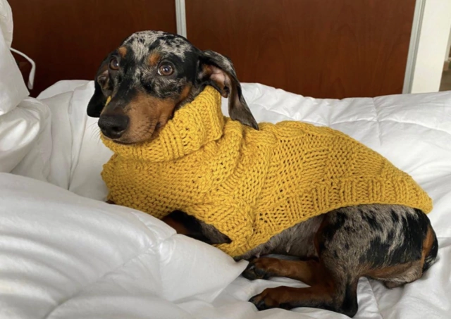 Sweater Tejido - PetSpot