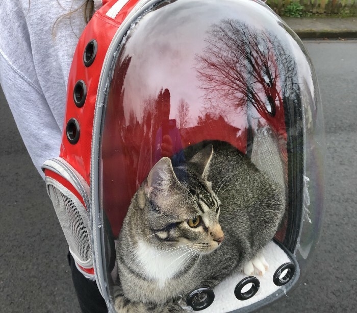 Mochila transparente burbuja rígida para gatos y perros