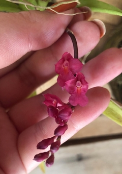 Rodriguezia Lanceolata Adulta mini orquídea