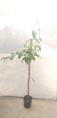 Clerodendro Rojo - comprar online