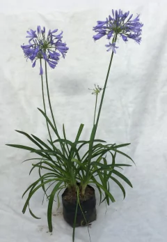 Agapantos Flor Azul - Comprar en VallsGarden