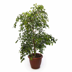 Ficus Benjamina E.03L