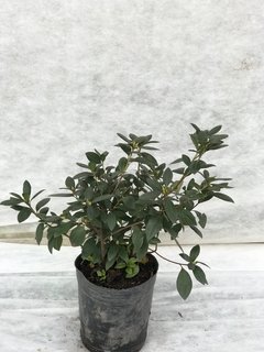 Azalea Japonica E.05L - comprar online