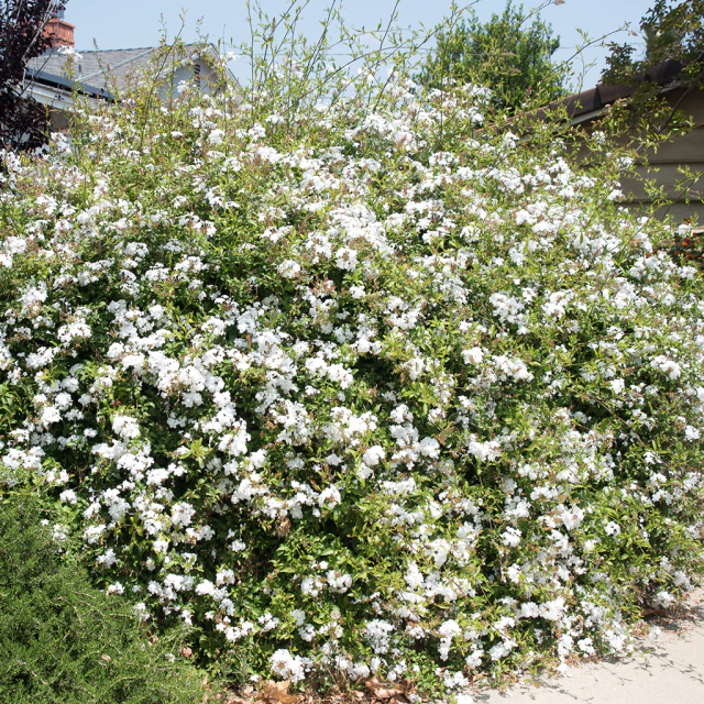 Jazmín del Cielo Blanco - Comprar en VallsGarden