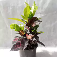 Croton Monalisa - comprar online